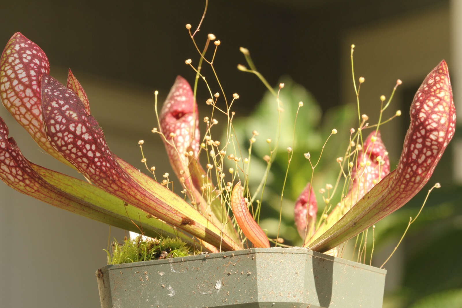 LIVE Carnivorous Pitcher Plant (Sarracenia “Scarlet Belle”) Beginner Friendly