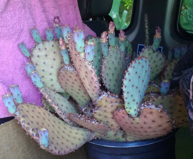 Opuntia basilaris x Santa Rita = Beaverita Pink Fruit and Flowers Cactus 1 Pad