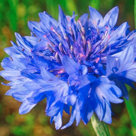 Wildflower Mix BURST OF BLOOM Butterflies Bees 20 Species USA Non-GMO 500+ Seeds