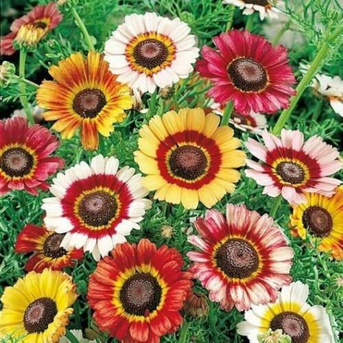 Painted Daisy Seeds | Non-GMO | Free Shipping | Seed Store | 1179