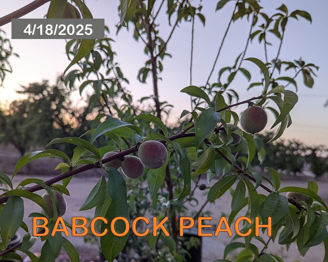 1 (One) Live “BABCOCK PEACH” plant rooted about 36-40″ tall.