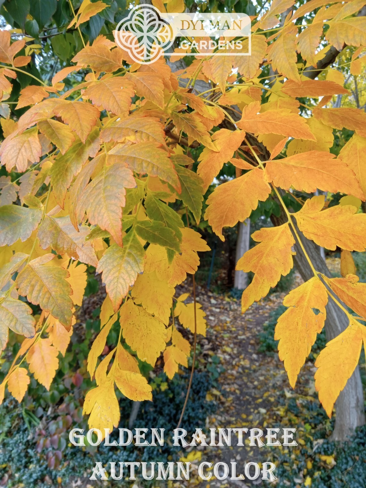 Golden Rain Tree (Koelreuteria paniculata) Bee-friendly Tree – Multiple Sizes