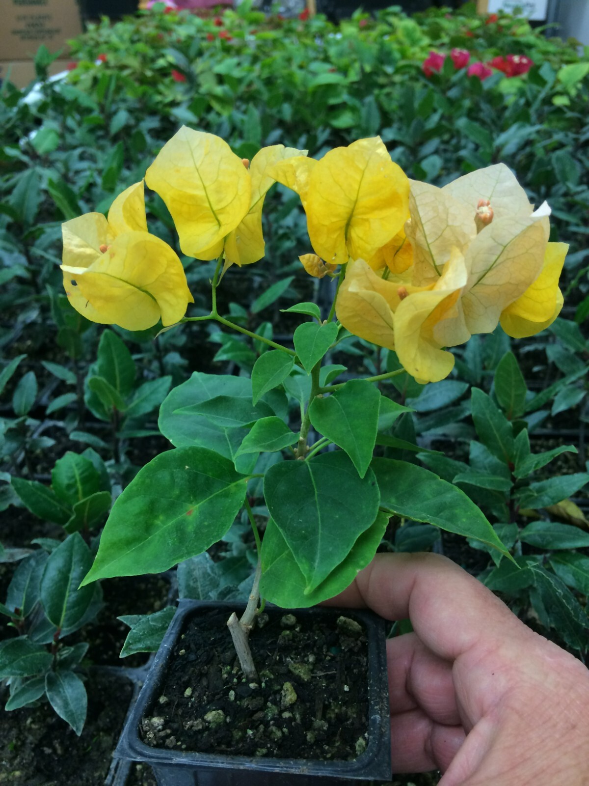 Bougainvillea – ‘California Gold’