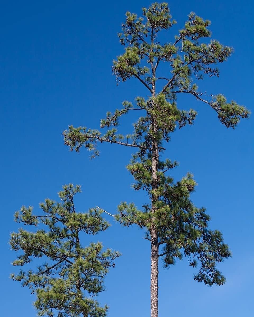 Loblolly Pine Tree Plants | Live Seedlings | Pinus Taeda | Fast-Growing Trees