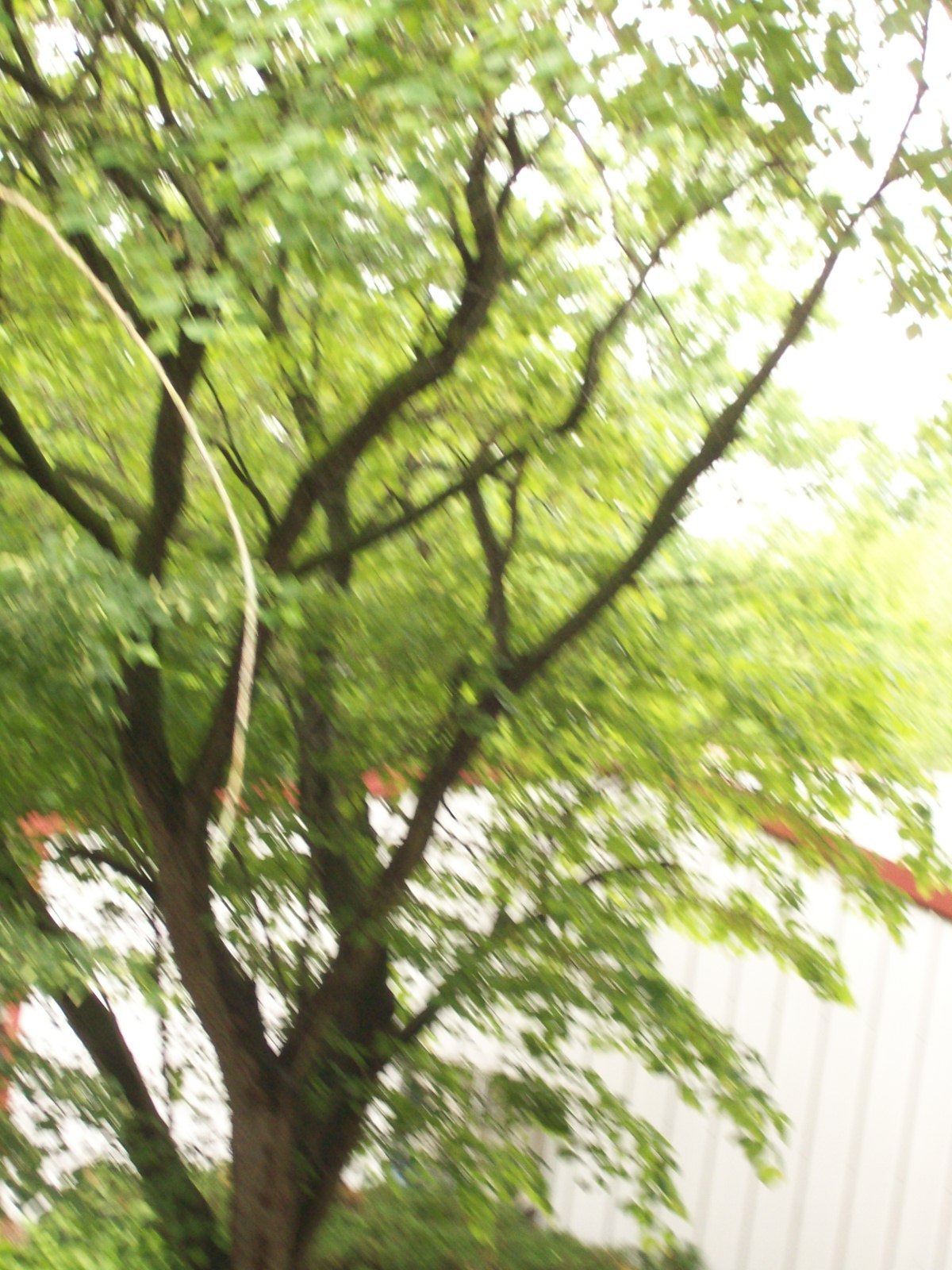 REDBUD TREE 3 YEAR OLDS 1 PLANT 28+ INCHES SET OF 2