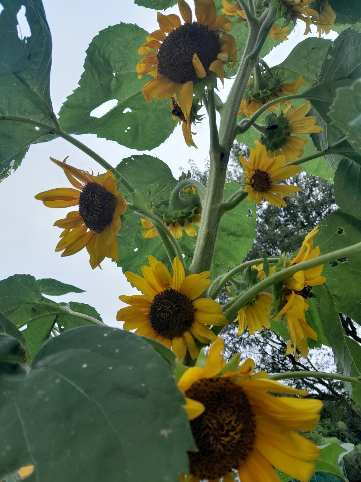 25+ Sunflower Seed 6-10′ Tall Branching Yellow Constant Bloom Organic Untreated
