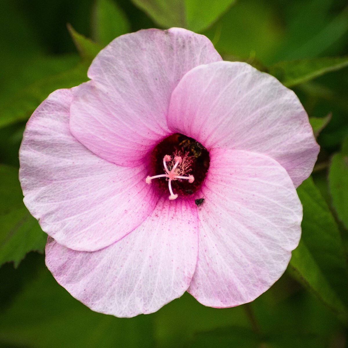 100 Rose Mallow Wildflower Seeds – Everwilde Farms Mylar Seed Packet