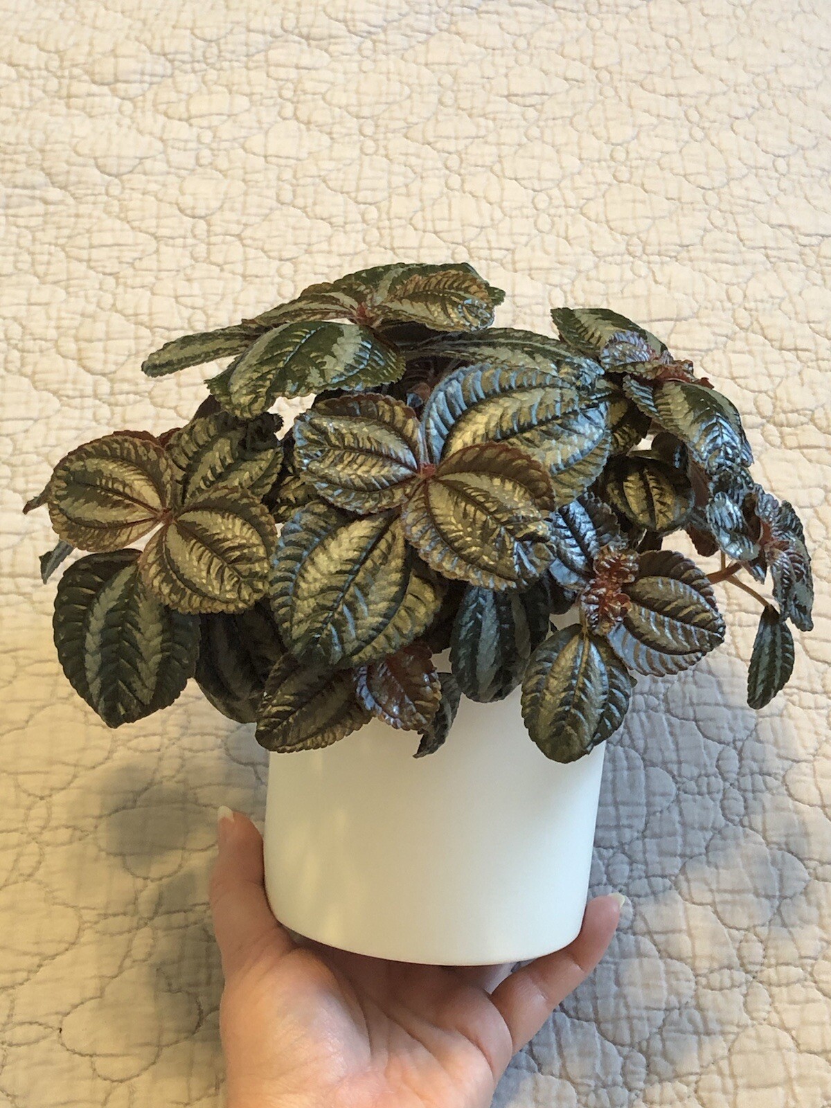 Pilea Spruceana Norfolk Terrarium Plant Cutting Plantlet Vivarium Dart Frog