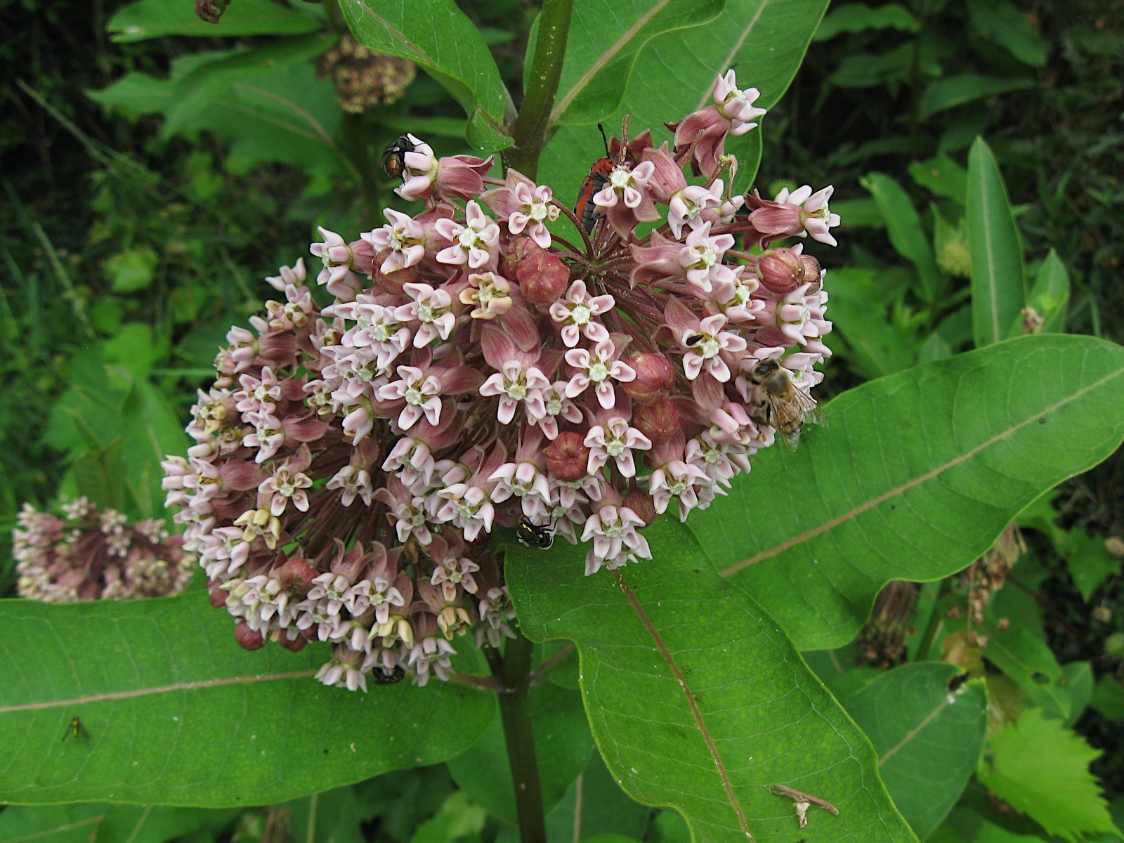 Asclepias syriaca 500 Seeds – Common Milkweed