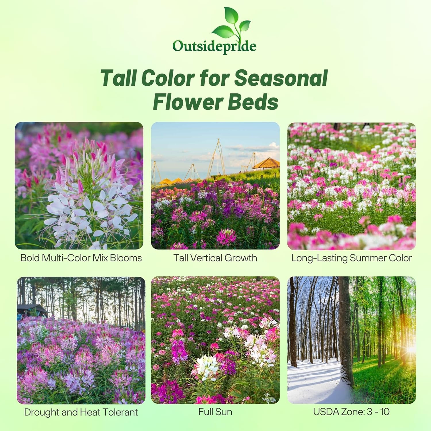 1000 Seeds Cleome Spider Flower Drought Resistant Plants For Xeriscape