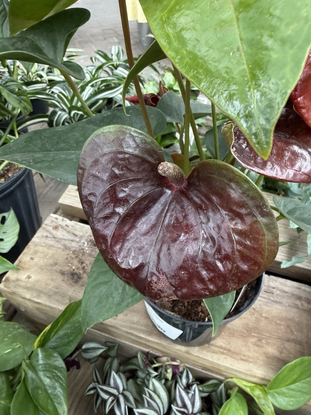 Anthurium COCOA Chocolate Color