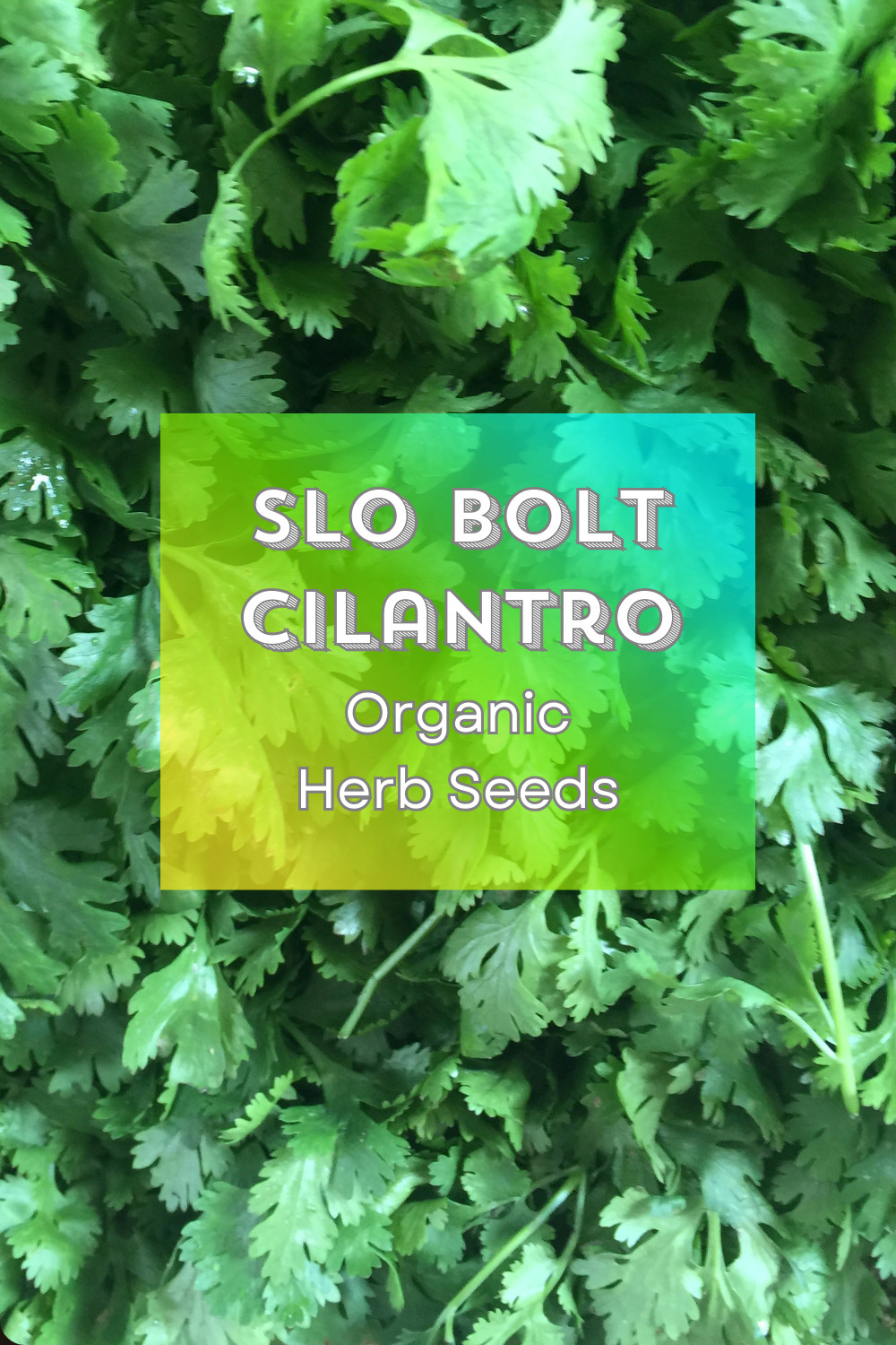 SUMMER SURVIVAL GARDEN ⭐ Homestead Collection ⭐ 18 Heirloom Herb & Veggie Seeds