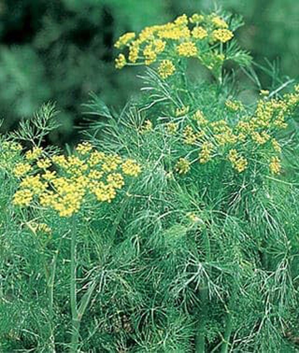 Fernleaf Dill Seeds- 25+ Seeds, Compact Non-GMO Heirloom