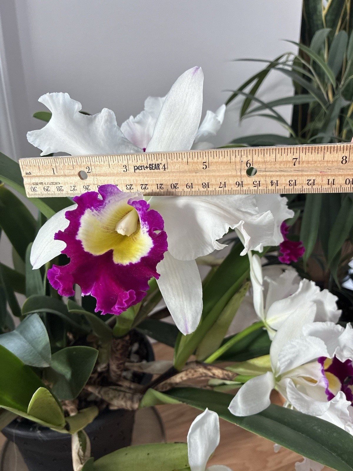 Cattleya Blanche Asaika Yuki FCC/AOS Division