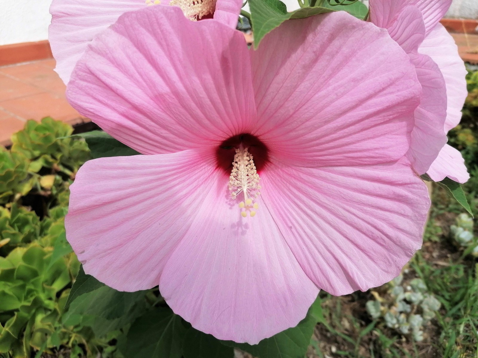 25 MIXED LUNA HIBISCUS Moscheutos Hardy Red, Hot Pink, Pink & White Swirl Seeds