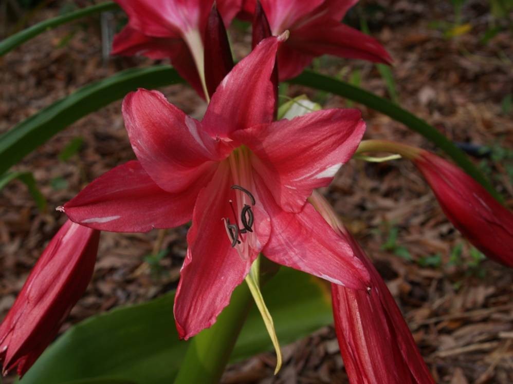 Crinum Lily, Lorraine Clark, medium-size bulb, NEW