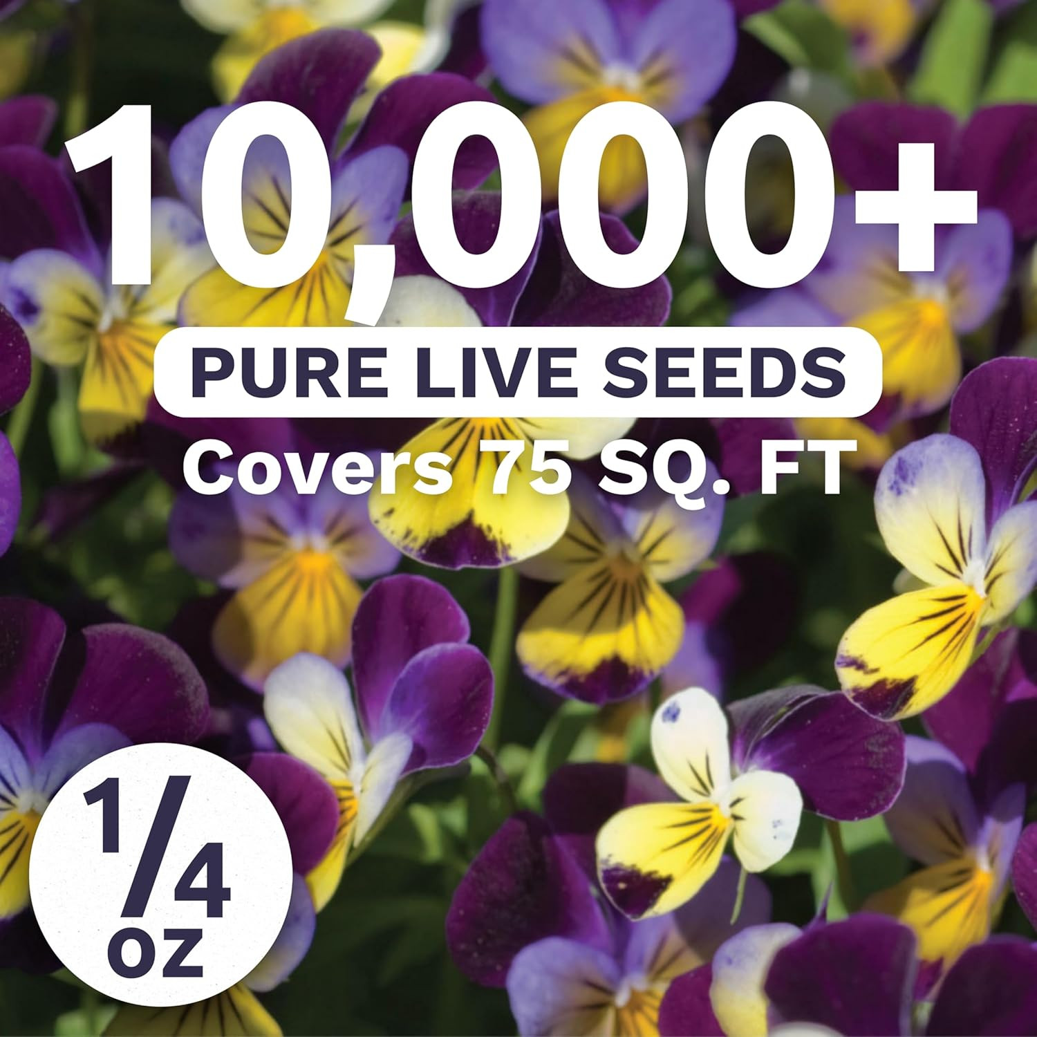 Viola – Johnny Jump-Up – Large 1/4 Ounce Packet – 10,000 Flower Seeds for Planti