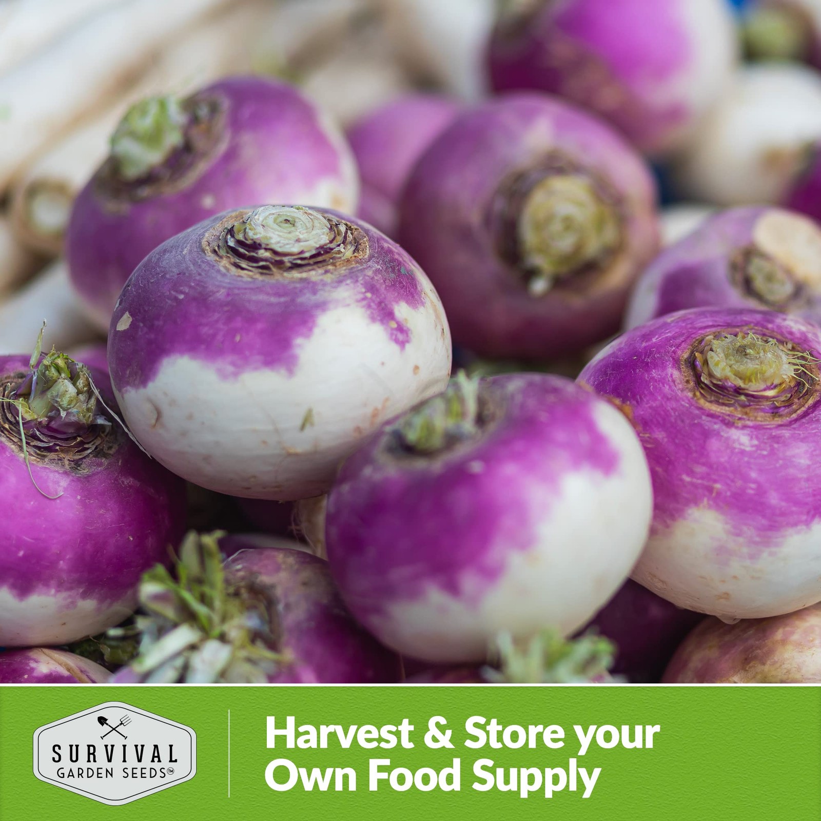 Heirloom Turnip Seeds – Non-GMO Purple Top for Home Gardens (2 Packs)
