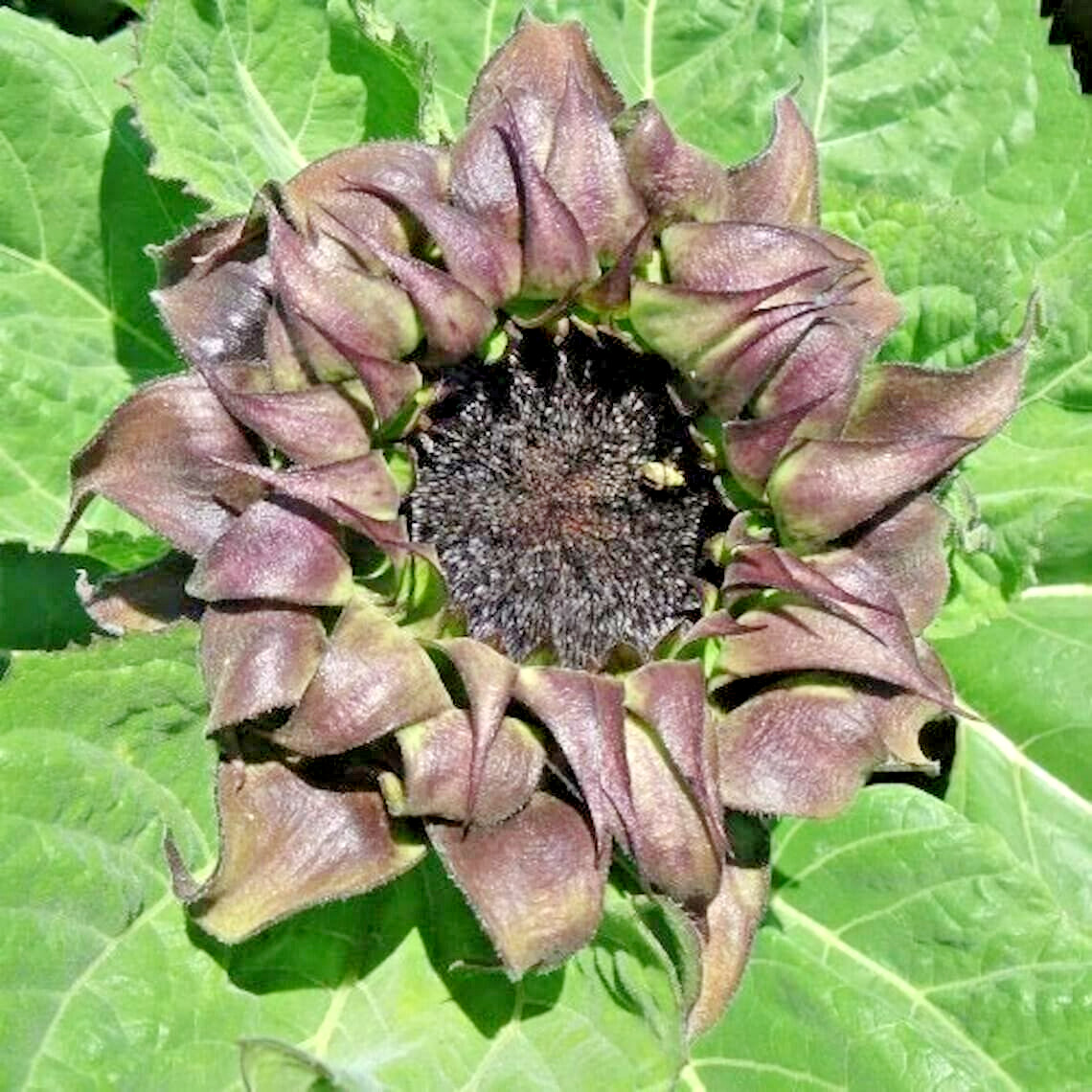 20 SUNFILL PURPLE DOUBLE SUNFLOWER SEEDS – Helianthus annuus