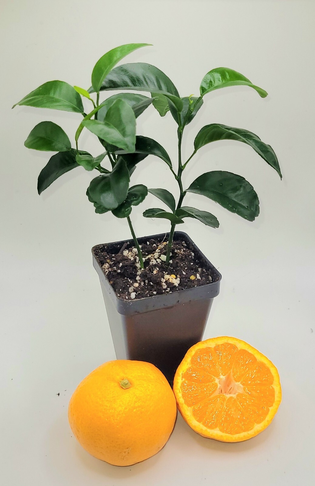 Pot of 2 Satsuma Mandarin Orange trees, 3-5 inches tall