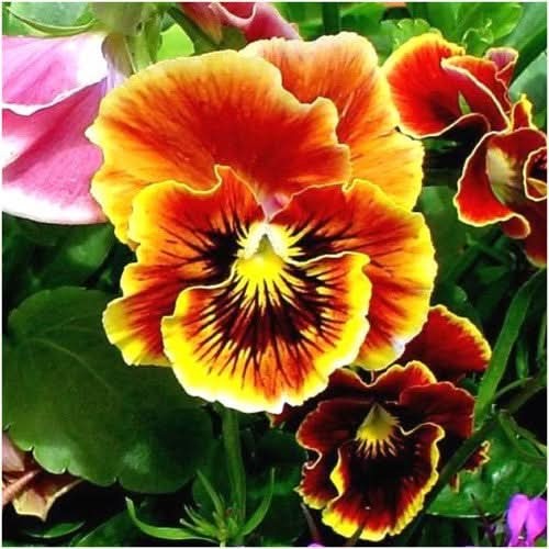 Rococo Pansy Seeds For Planting (Viola germania)