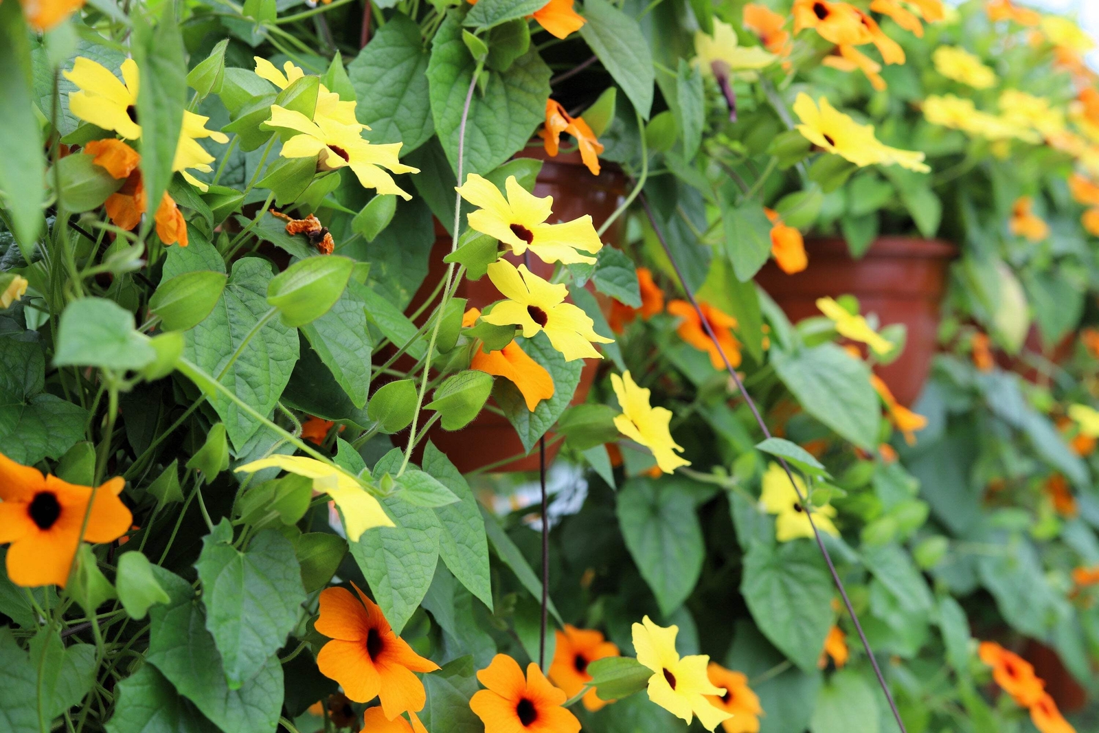 25 MIXED THUNBERGIA Alata VINE Black Eyed Susan Orange White Yellow Flower Seeds