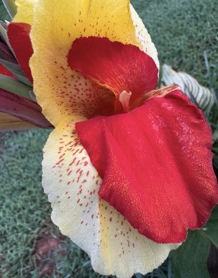 1 Cleopatra Canna Lily Rhizome Bulbs “Red & Yellow Blooms”