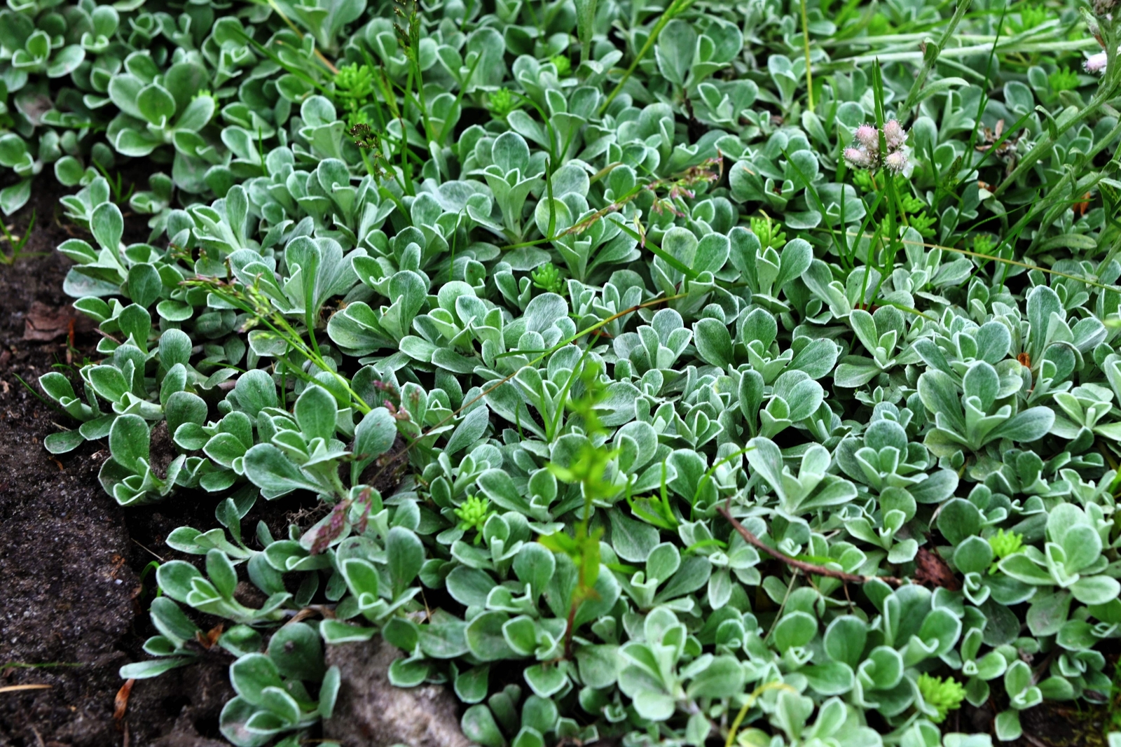 20 RED PUSSYTOES Pink RedTinted Antennaria Dioica Rubra Everlasting Flower Seeds