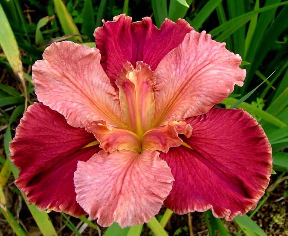3 – Louisiana Iris Peaches &Wine – 3 BLOOMING SIZE Plants/Fans Rose Pink Purple