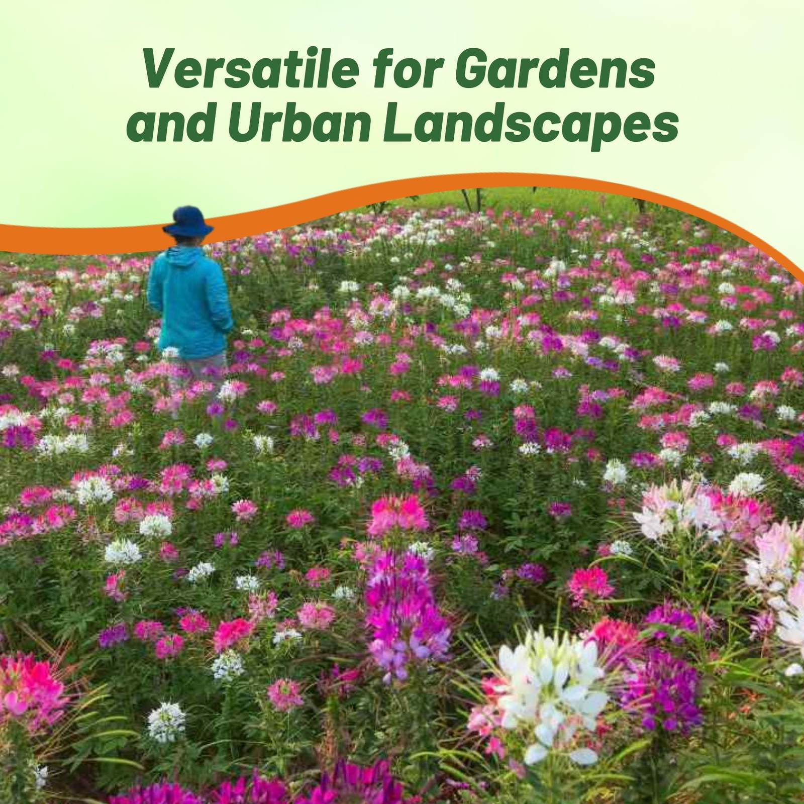 1000 Cleome Seeds for Xeriscaping, Pollinator Gardens, and Flower Beds