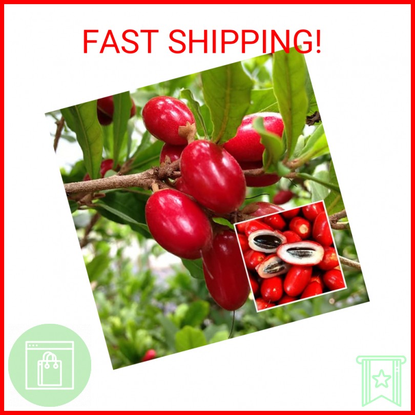 Miracle Berry Seeds – 35 Count – Fresh Synsepalum dulcificum Tropical Fruit Seed