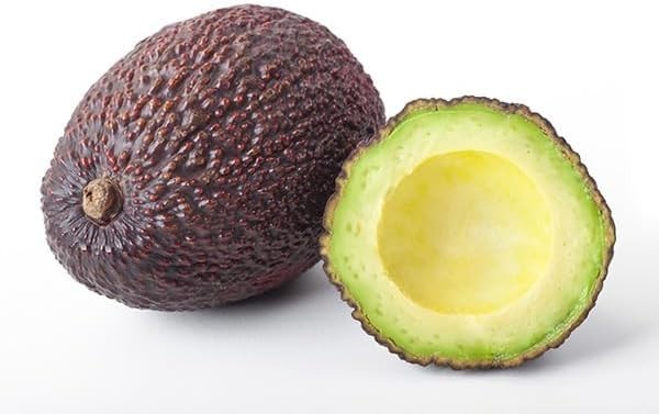 5 HASS Avocado Cuttings Scions from Productive Tree in Fallbrook for Grafting