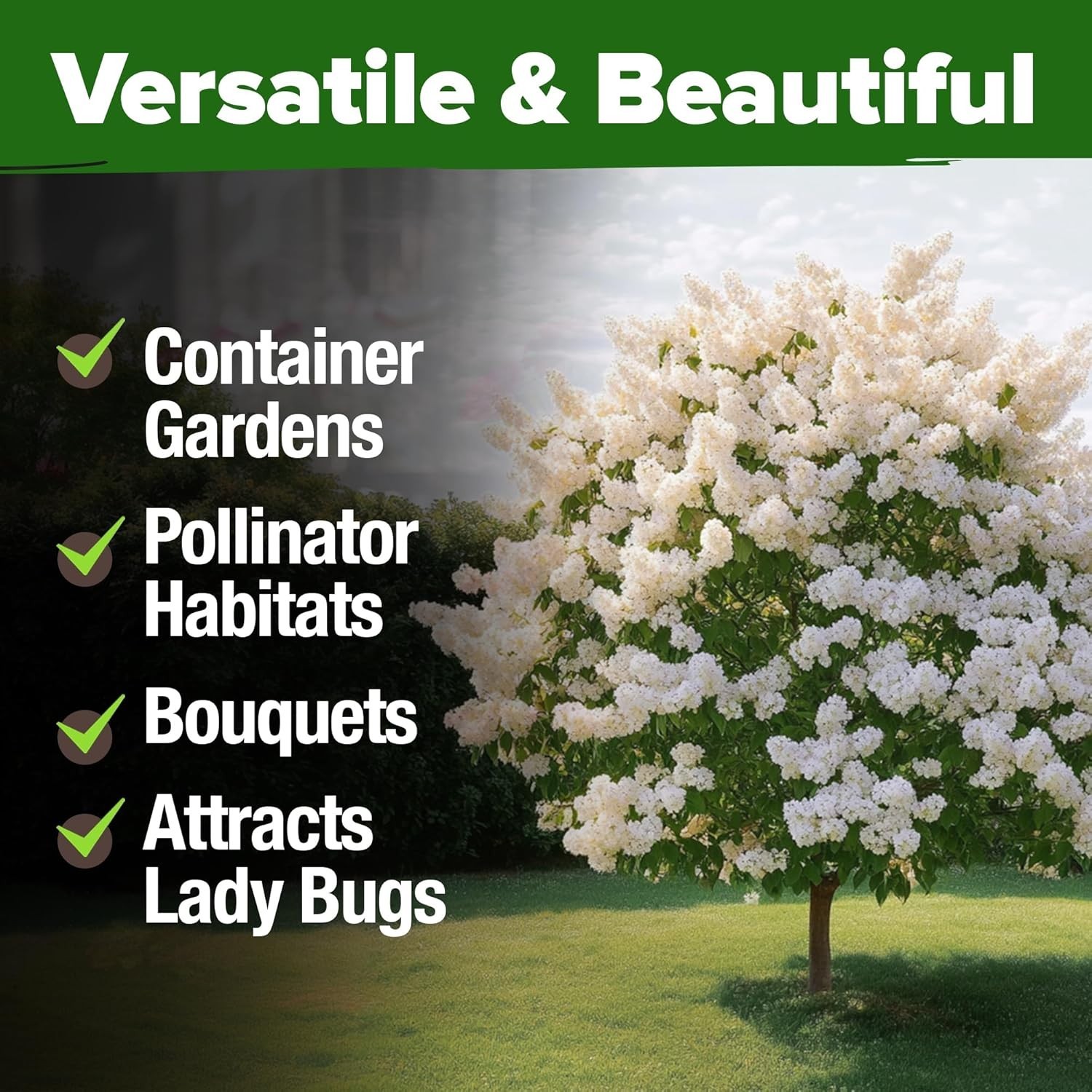 53 Non-GMO White Lilac Seeds – Fragrant Heirloom Flowering Tree Planting Guide