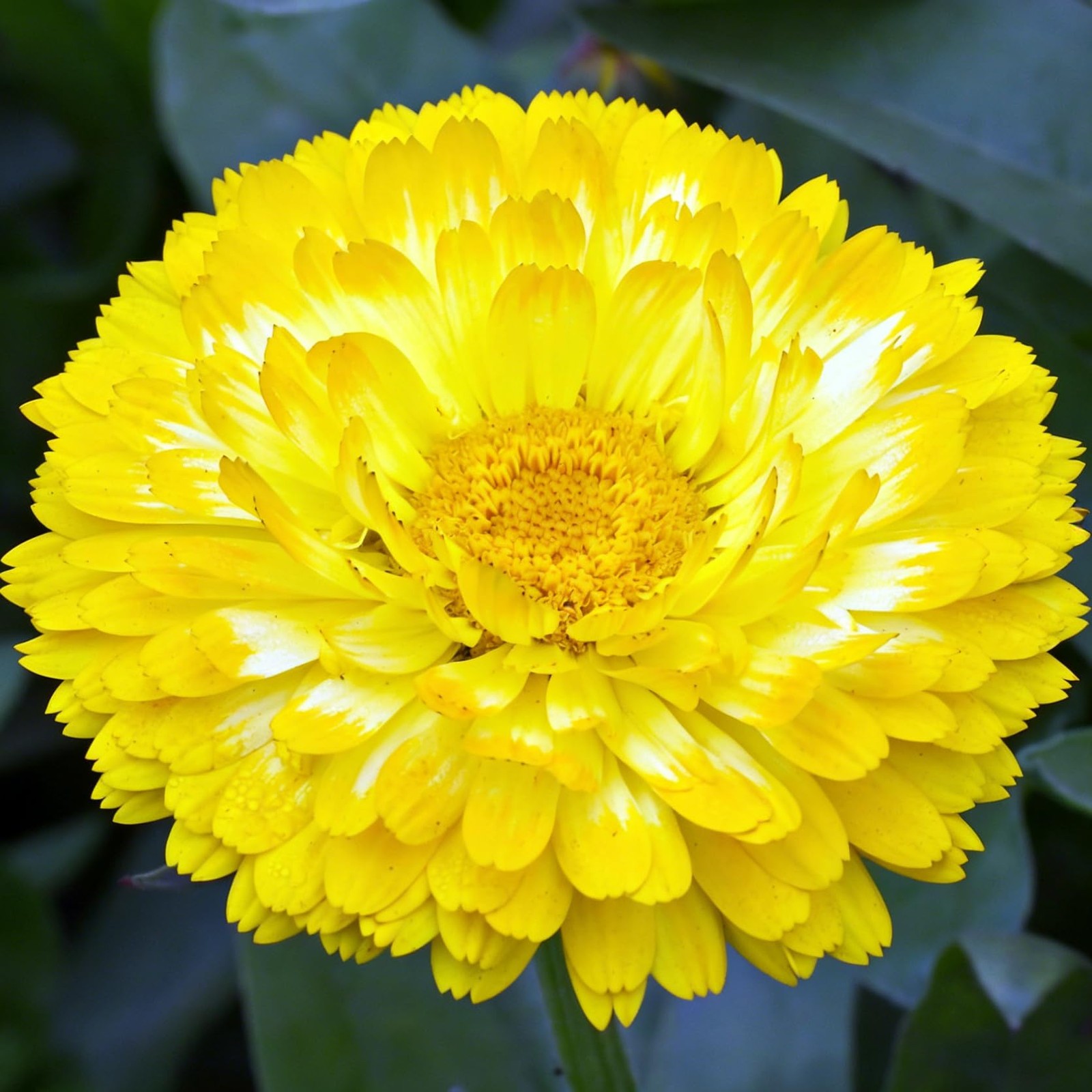 Mix Pot Marigold Seeds (Calendula Officinalis) for Planting, 990+Pcs Rare Marigo