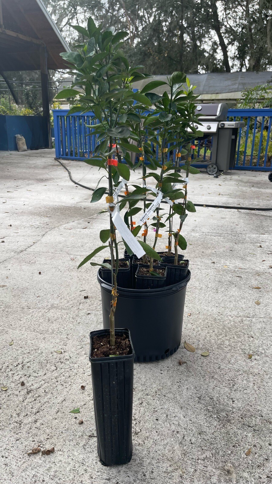 Sunburst Tangerine 3ft grafted tree .