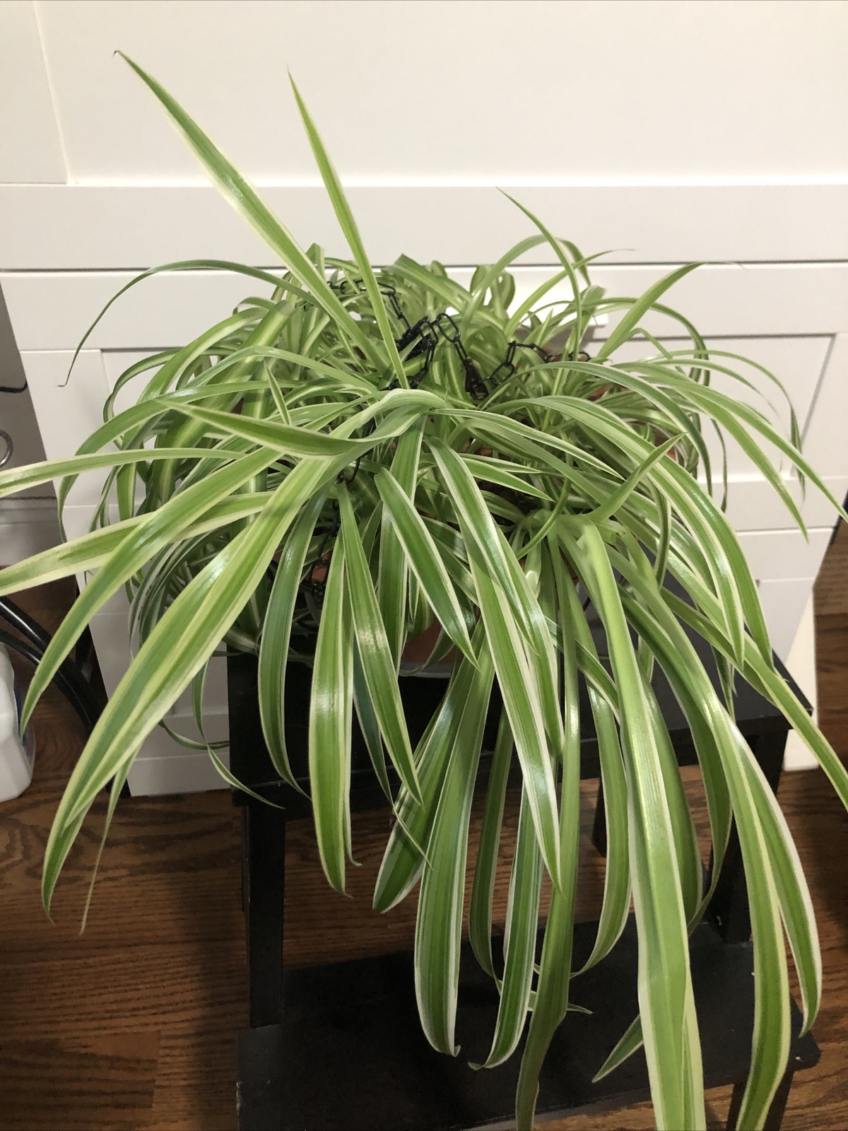 4-Rooted Spider Baby Plants/Variegated Bonnie/established plants easy to care