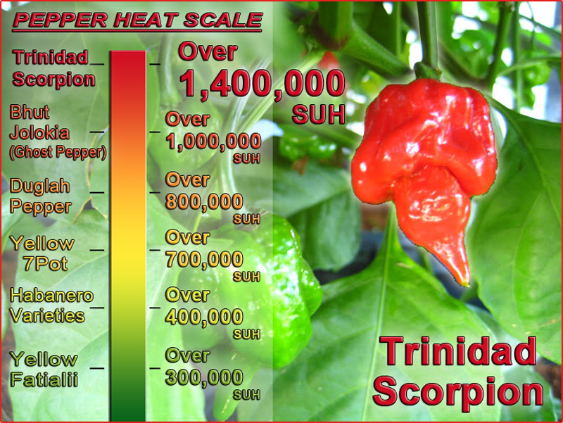Scorpion Pepper Seeds – 50 Seeds To Grow Scorpion Plants (High Germination Rate)