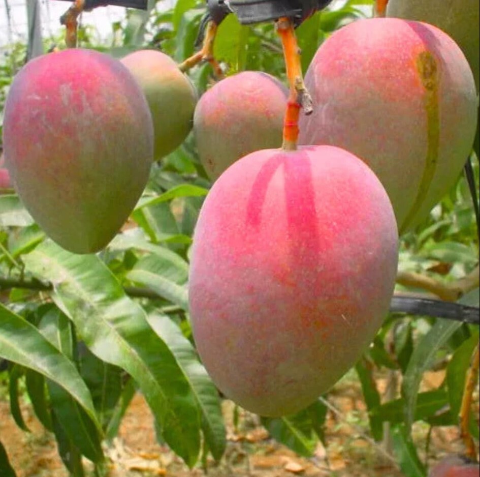 Irwin Dwarf Mango Starter Live Plant – 10-14″ Tall – Red Mango Tropical Fruit