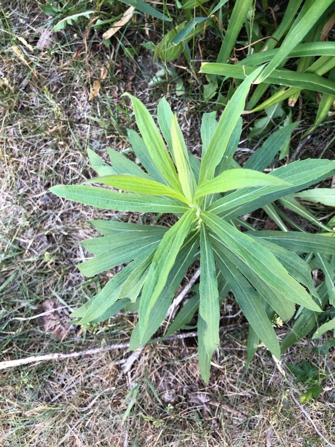 Goldenrods Tall 5 Per Order