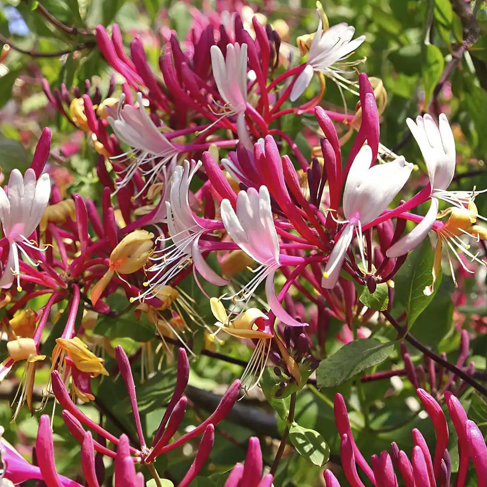 4 in. Honeysuckle Peaches and Cream Plant (3-Pack)