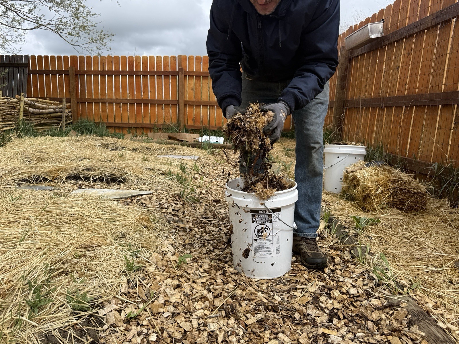 WINE CAP mushroom mycelium (running on Mulch) 4 Lbs