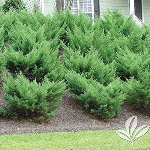 Sea Green Juniper – Live Plants – Juniperus Chinensis – Hardy Evergreen…