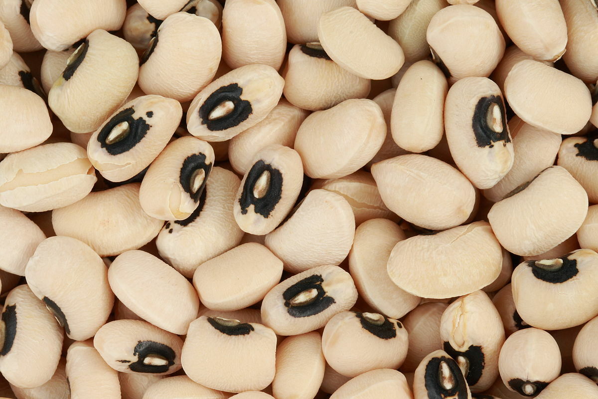 50+ California Blackeye Cowpea Seeds – Non-GMO Heirloom Seeds