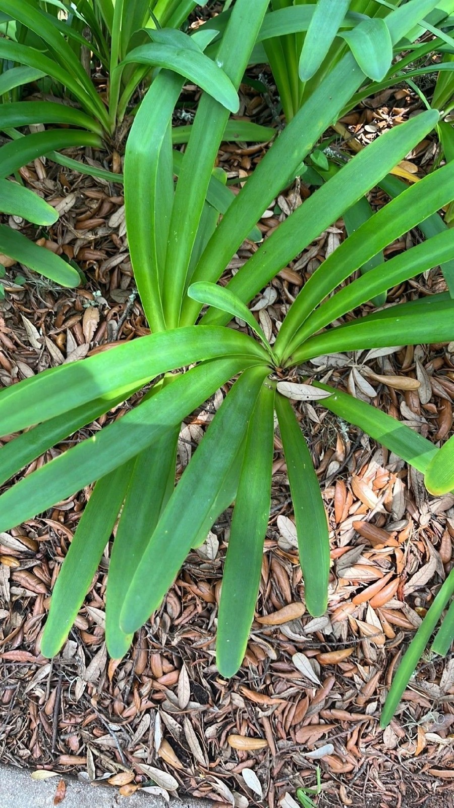 Lilly Of The Valley 2 Live Rare Heirloom