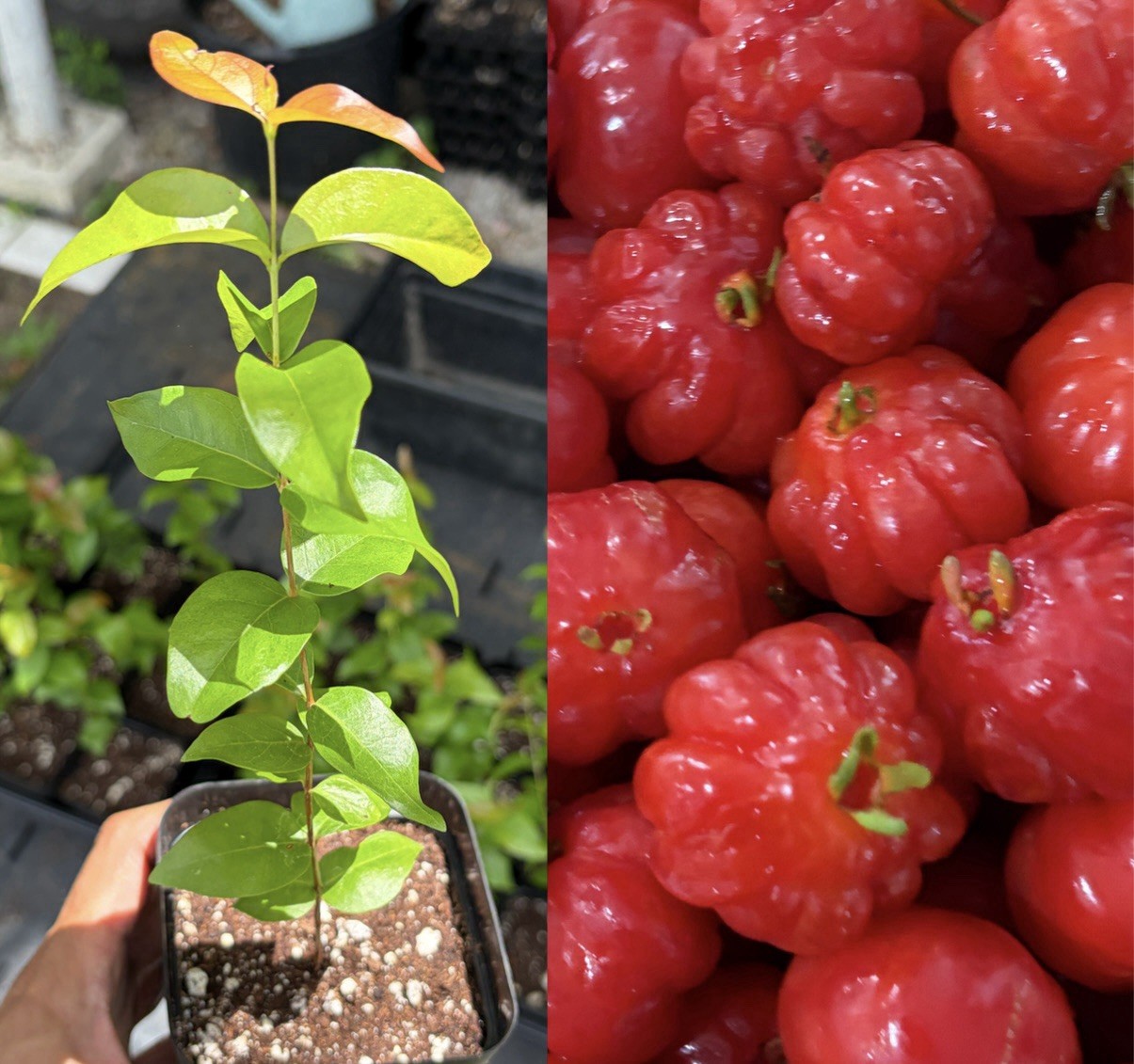 RED Surinam Cherry Pitanga Brazilian Cherry Live Fruit Tree Potted