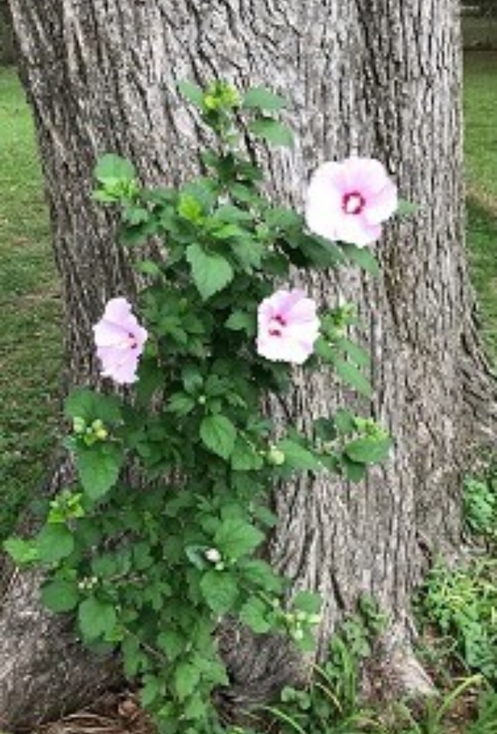 36 Rose Of Sharon Hibiscus Live Plant Roots 2″ + Tall Starter Bush fast grow