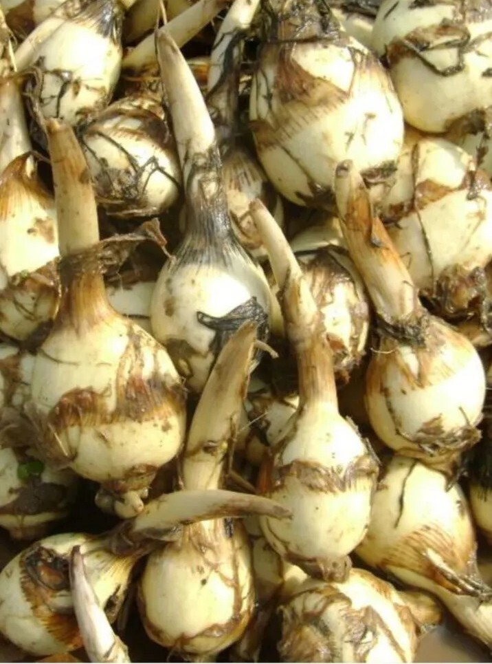 2 Edible Aquatic Broadleaf Arrowhead 茨菇 Sagittaria Latifolia Water Garden Plants
