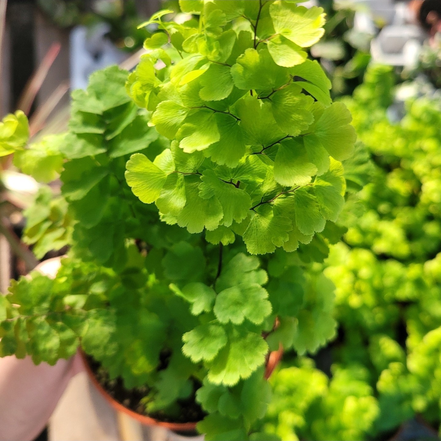 Pacific Maidenhair Fern | Adiantum monocolor | 2in pot |
