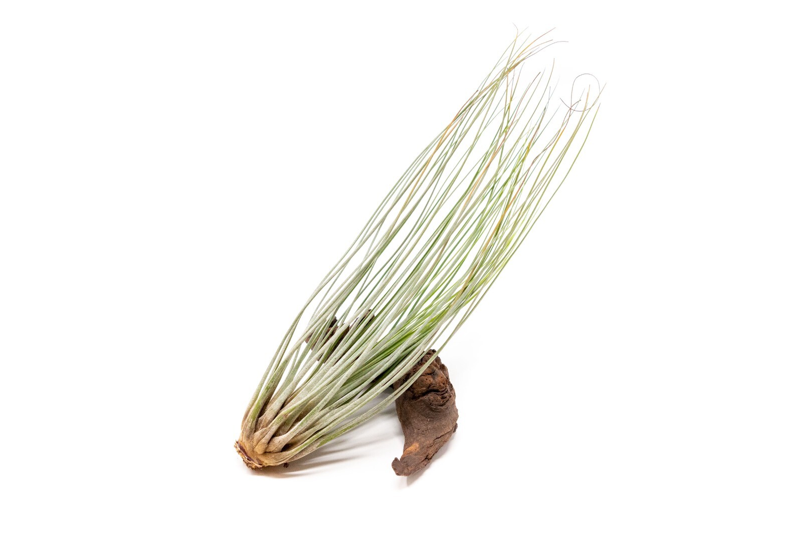 Pack of Tillandsia Juncea Air Plants – Wholesale & Bulk Plants Indoor/Outdoor