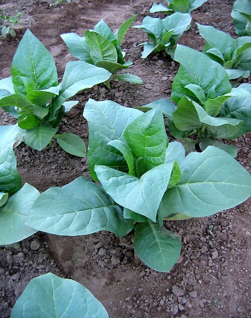 1000 Nostrano Del Brenta Tobacco Seeds Heirloom Cigar Wrapper Nicotiana Tabacum